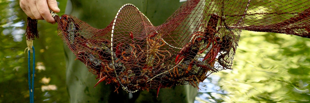 Gefangene Amerikanischen Flusskrebse krabbeln in einer Reuse im Tiergarten. 