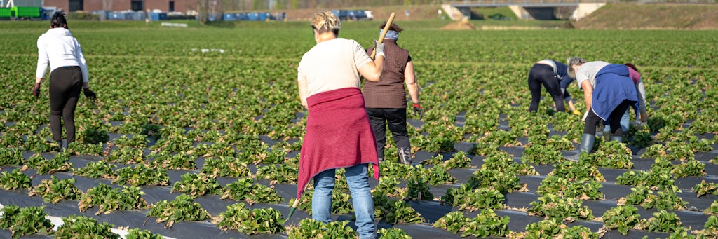 Polnische Erntehelferinnen auf einem Erdbeerfeld - sie wurden dringend erwartet.
