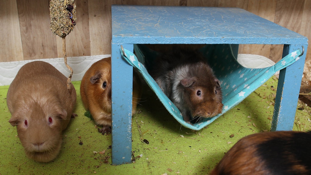 Sogar Spielmöglichkeiten gibt es – Schweinchen Kaya nutzt hier die blaue Hängematte.