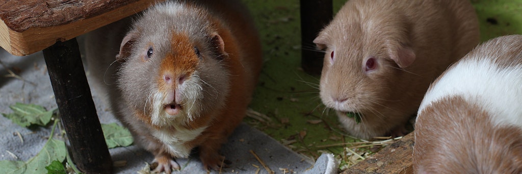 Die Schweinchen fühlen sich bei in der Pflege-Station pudelwohl - nur der KURIER-Fotograf wird skeptisch beäugt.