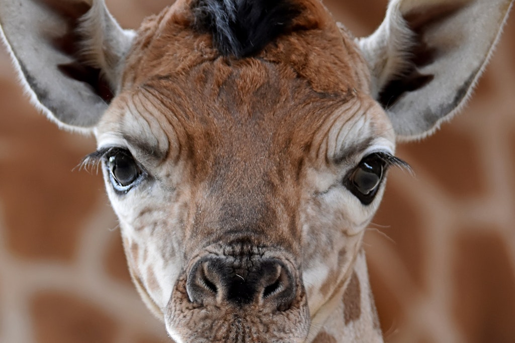 Nachwuchs bei den seltenen Rothschild-Giraffen im Tierpark.<br>
