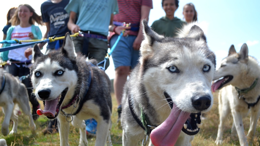Siberian Huskys auf dem Huskyhof in Frankendorf.