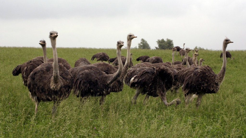 <br>Afrikanische Strauße (Strutio camelus) auf dem Straußenhof Berkenlatten.