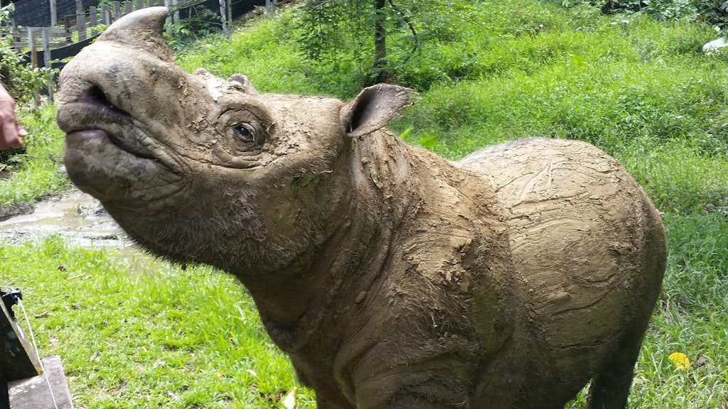 Dieses Sumatra-Nashorn namens Tam, das das letzte männliche Sumatra-Nashorn weltweit überhaupt war und in einem Reservat auf der Insel Borneo lebte, starb mit 35 Jahren 2019.