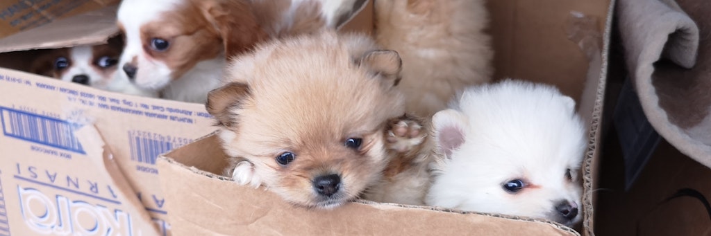 Der illegale Handel mit Hundewelpen boomt. 