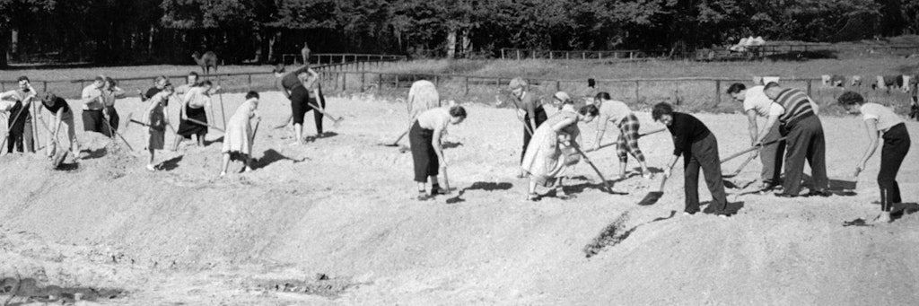 Im Frühjahr 1955 helfen Berliner beim Tierpark-Aufbau, legen hier die spätere Kamelwiese an.