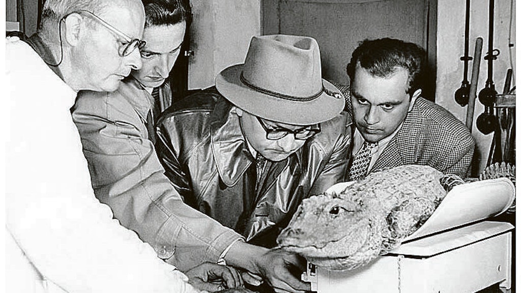 Tierpark-Chef Heinrich Dathe schaut sich 1957 Alligator Mao ganz genau an, den er aus dem Pekinger Zoo bekommen hat.