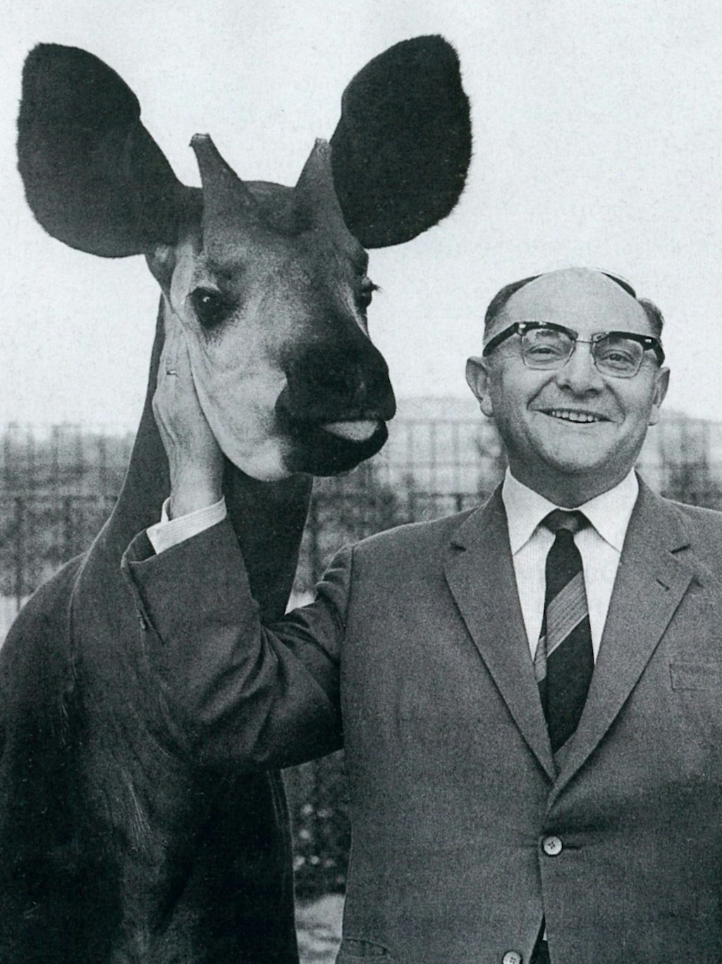 Tierpark-Chef Dathe macht Okapi Boje zum Werbe-Star.