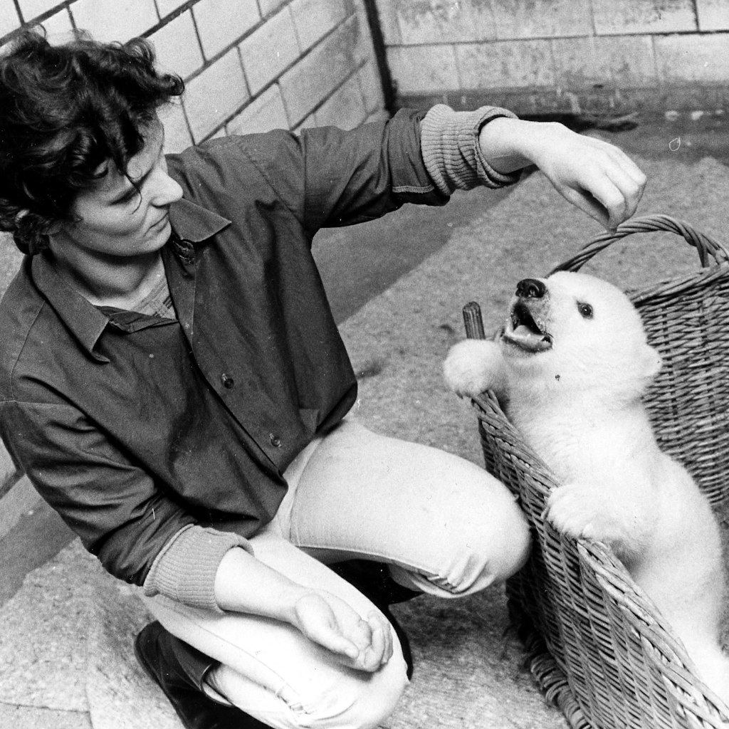 Tierparkpflegerin Andrea Kowall mit dem Eisbärenjungen Björn Heinrich: Der weiße Teddy wird schnell zum Star (1986).