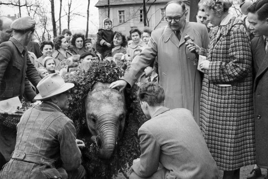 Heinrich Dathe begrüßt 1958 feierlich Elefanten-Mädchen Kosko, das einer der ersten Tierpark-Stars wurde.