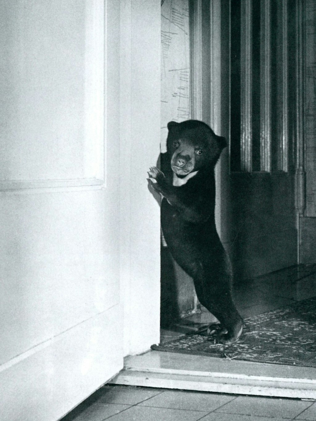 Malaienbär Evi wuchs in Dathes Haus auf.<br><br>