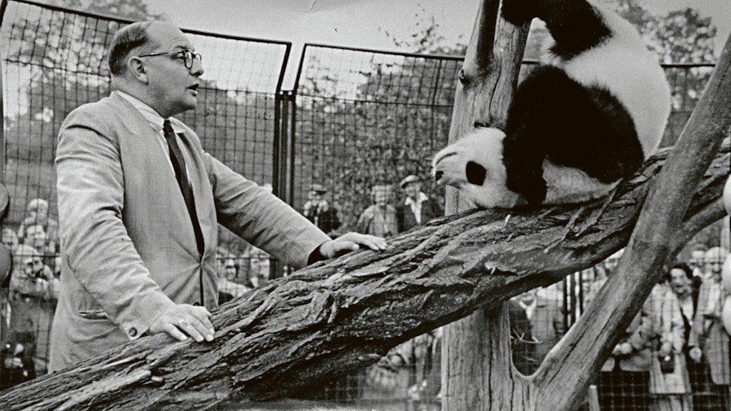 Tierpark-Chef Heinrich Dathe feiert 1958 mit der Präsentation von Panda-Star Chi Chi einen seiner größten Errfolge.