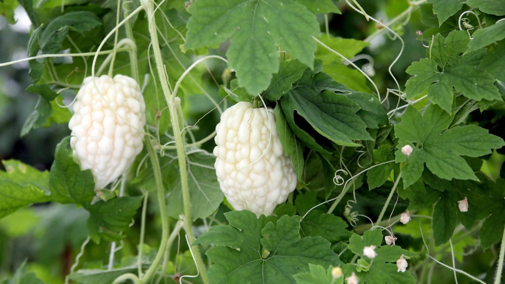 Apfel-Bittermelonen brät man am besten zusammen mit Ei an
