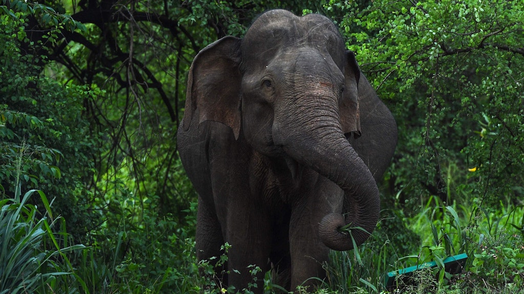 Elefant (Symbolbild)