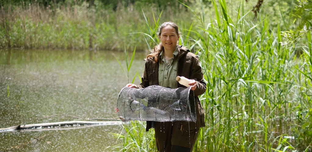 Stadtnatur-Rangerin Meike Borchert fischt neben Plastikmüll auch kleine Fische aus der ausgeworfenen Molchreuse.