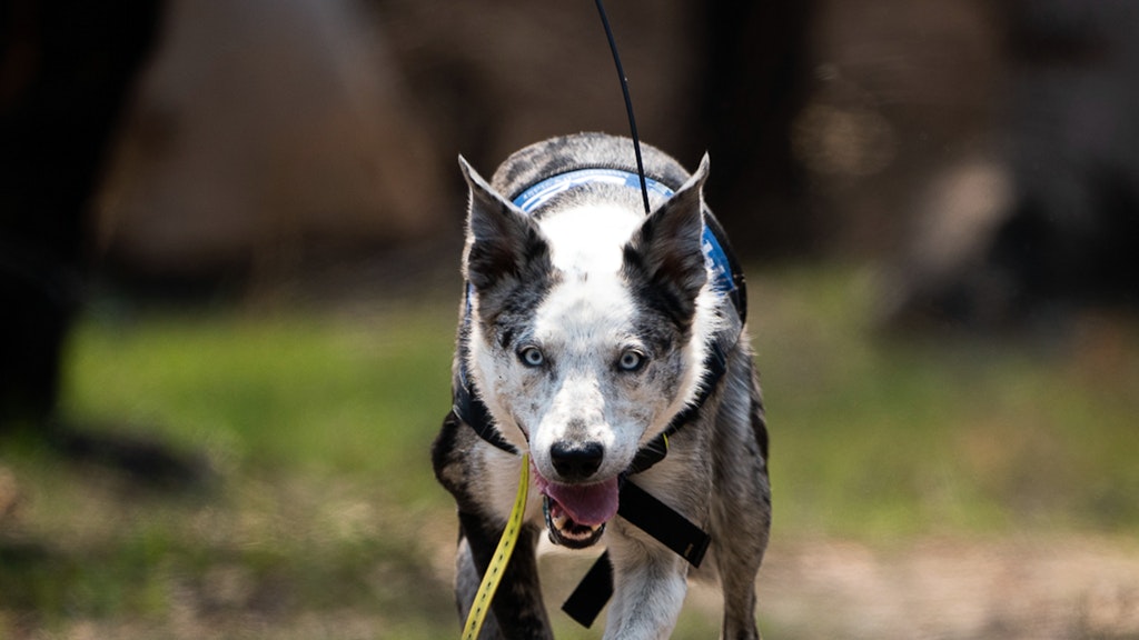 Koala-Spürhund Bear mit Funkantenne bei der "Arbeit".