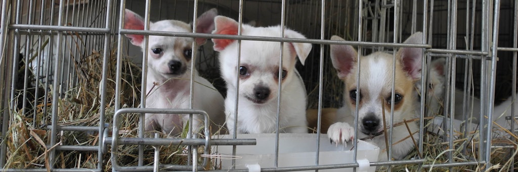 Ein Bild, wie es Tierschützer oft sehen müssen: Diese Welpen wurden, gemeinsam mit rund 20 anderen Tieren, aus dem Transporter eines Welpenhändlers befreit.