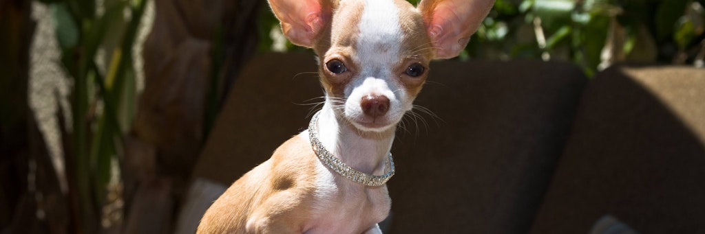 Ein "Teacup-Chihuahua" posiert für Fotos. 