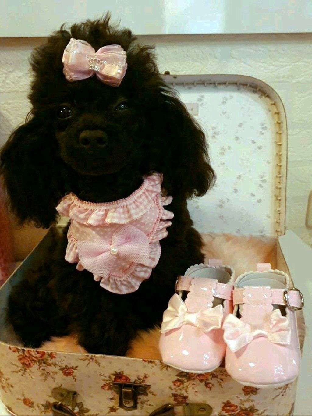 Ein Mini-Hund, ein sogenannter Teacup, sitzt in einer Schachtel neben Baby-Schuhen.