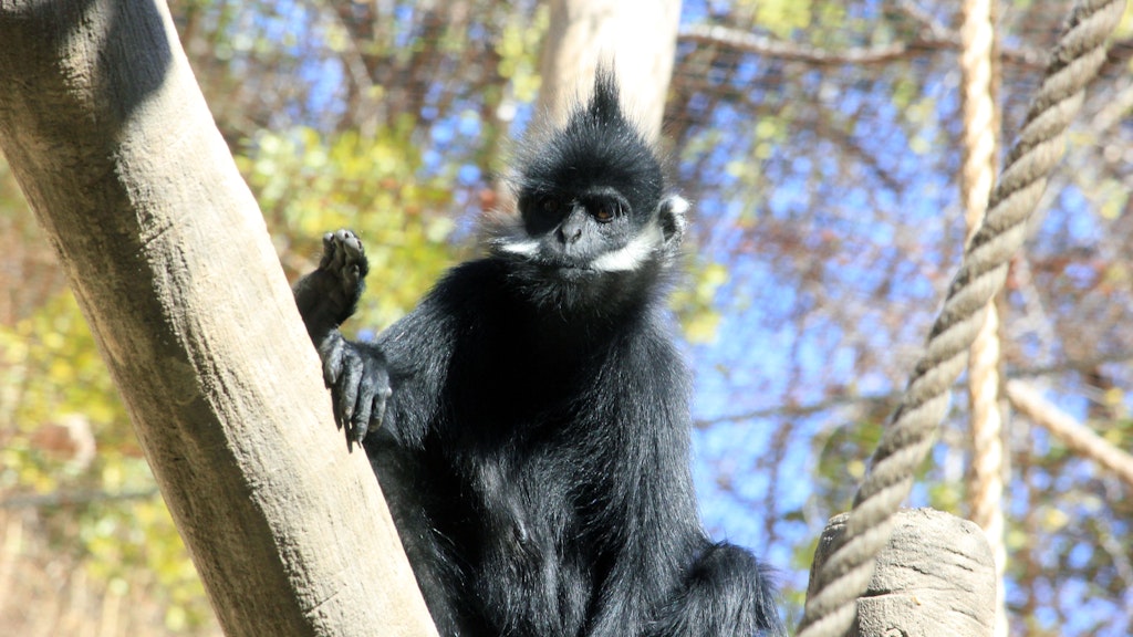 Ein Francois-Langur, dessen Artgenossen auch im Tierpark gezeigt werden sollen. Für ihr Gehege wird nun Geld gesammelt.<br><br>