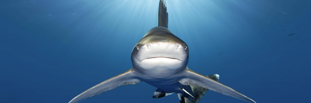 Ein Weißspitzen-Hochseehai im australischen Great Barrier Reef. Der bis zu drei Meter lange Hai wird auch für Angriffe auf Menschen verantwortlich gemacht. Tatsächlich ist diese Hai-Art durch Hochseefischerei stark gefährdet.