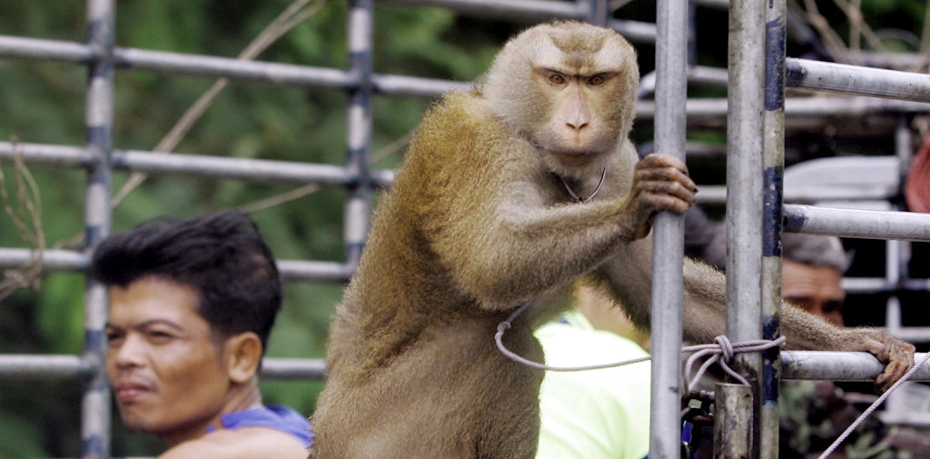 Ein Affe, angeleint auf einem Transporter mit Kokosnüssen in Thailand. 