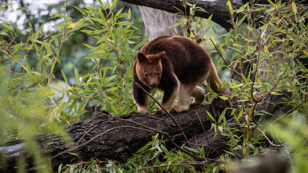 In der begehbaren Außenanlage ist Baumkänguru Nunsi zu erleben.
