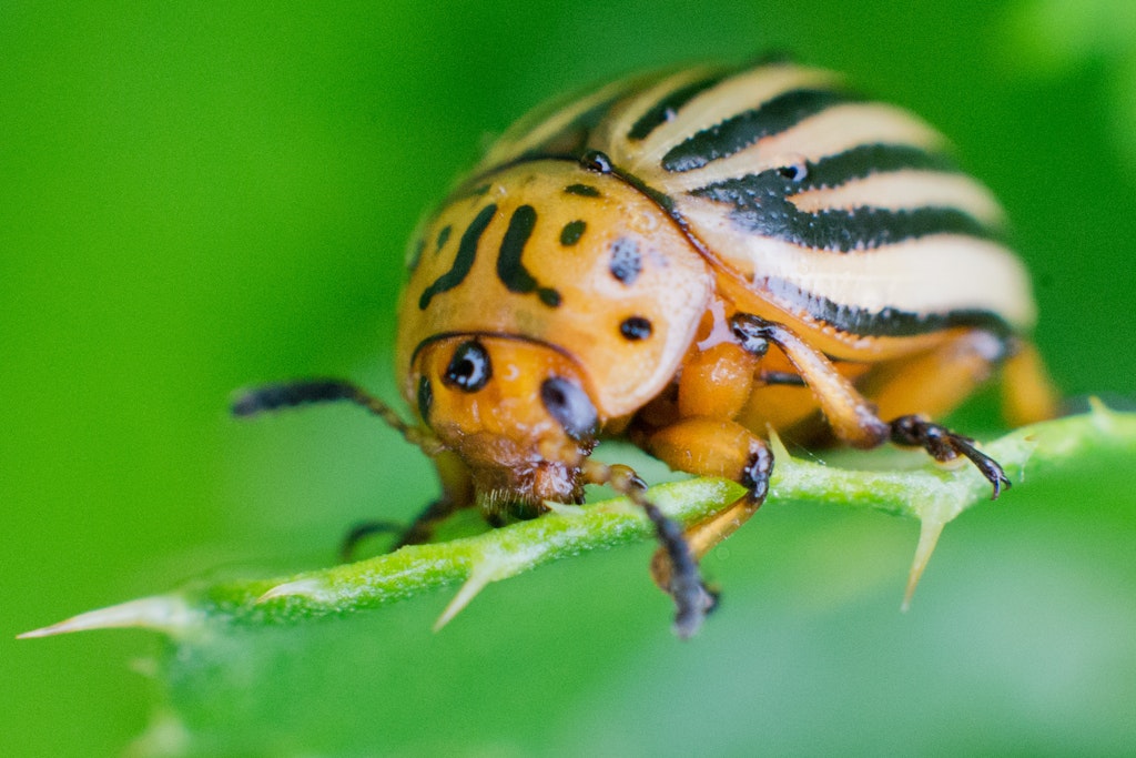 Ein Kartoffelkäfer (Leptinotarsa decemlineata) knabbert an einem Blatt.