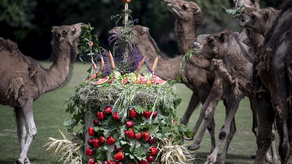 Dromedare dürfen sich über eine Torte aus Heu, Melonen und Paprika zum 65. Tierpark-Geburtstag freuen.