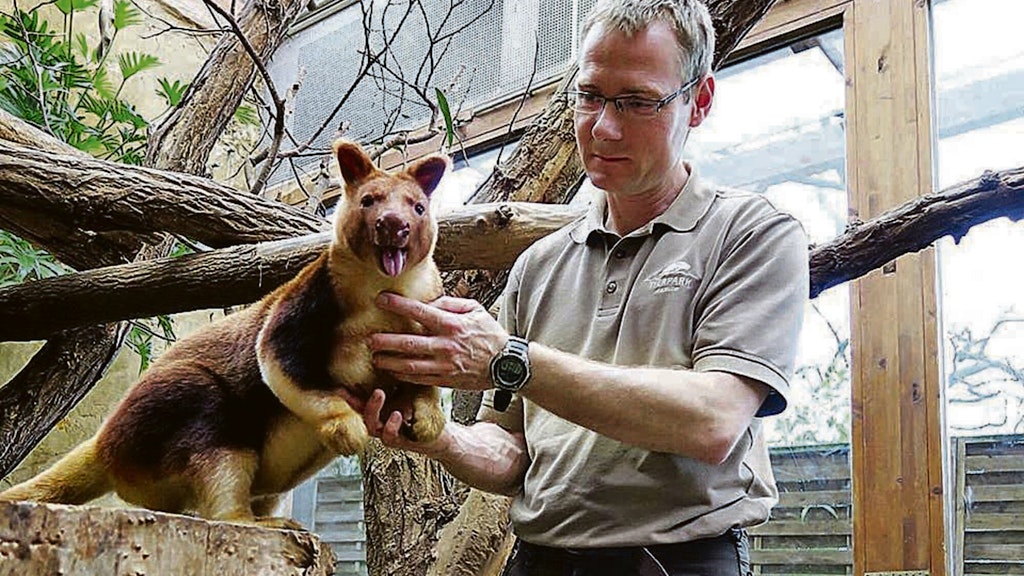 Baumkänguru Nunsi gibt es im Juli zu sehen, wenn das Alfred-Brehm-Haus wiedereröffnet wird.