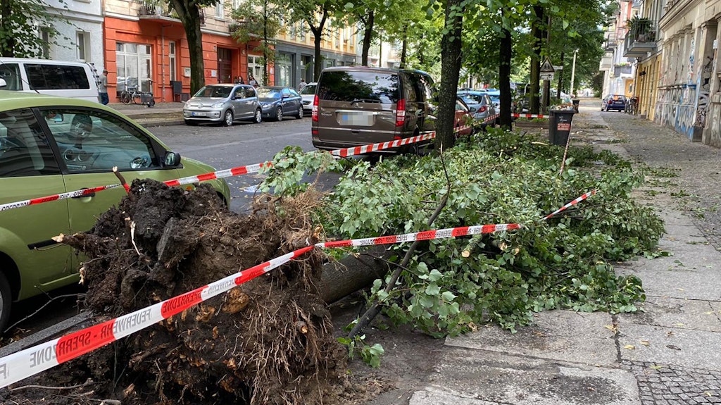 Umgestürzter Baum in der Schwedter Straße im Prenzlauer Berg.