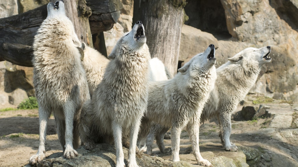 Die Polar-Wölfe treffen sich im Zoo zum Abendgeheule.<br><br>