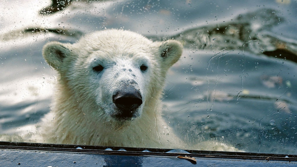 Auch Eisbär-Star Hertha ist abends im Tierpark zu erleben.