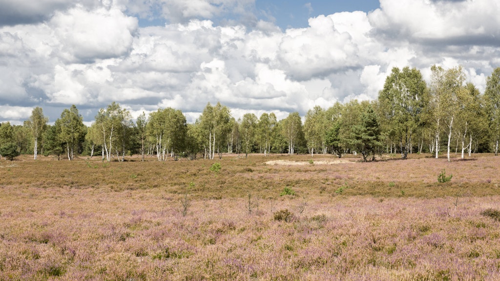Die Ruppiner Heide bei Kyritz in Brandenburg: EU-Gelder sollen in strukturschwachen Gebieten Ostdeutschlands die Entwicklung fördern.