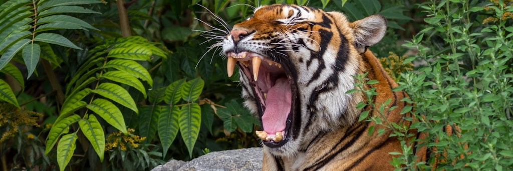 Das Gähnen täuscht. Die Tiger im Tierpark werden abends erst richtig wach. <br><br>