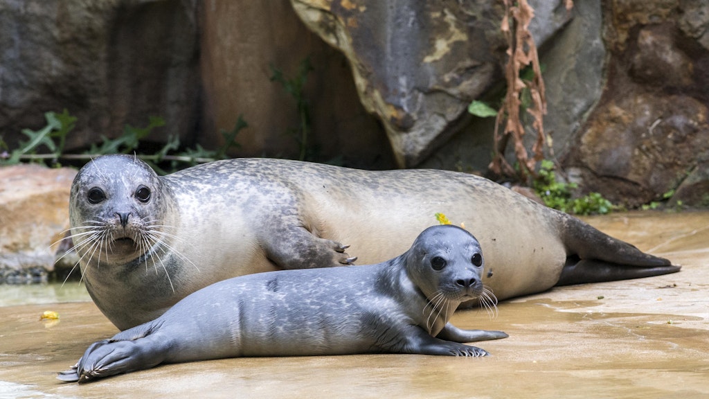 Genießen die Abendstimmung im Zoo: Seehund-Mama Molly mit einem ihrer Welpen.