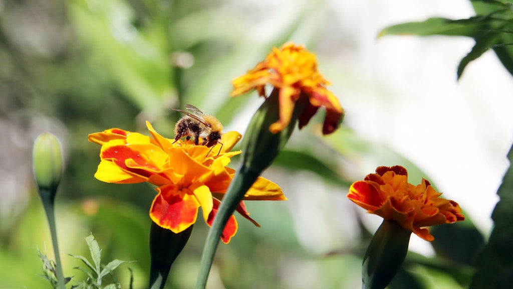 Das Grün ist auch ein Paradies für Bienen und Hummeln.