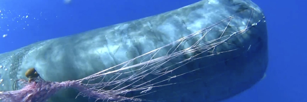 Der Wal hatte sich in einem Fischernetz in der Nähe der Liparischen Inseln im Mittelmeer verheddert.