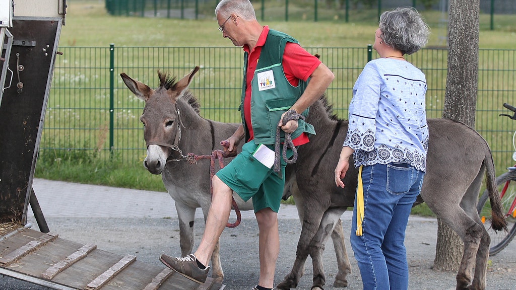 Auf in ein neues Zuhause! Bauer Klaus Hain erklärt den Eseln die Rampe zum Transporter.