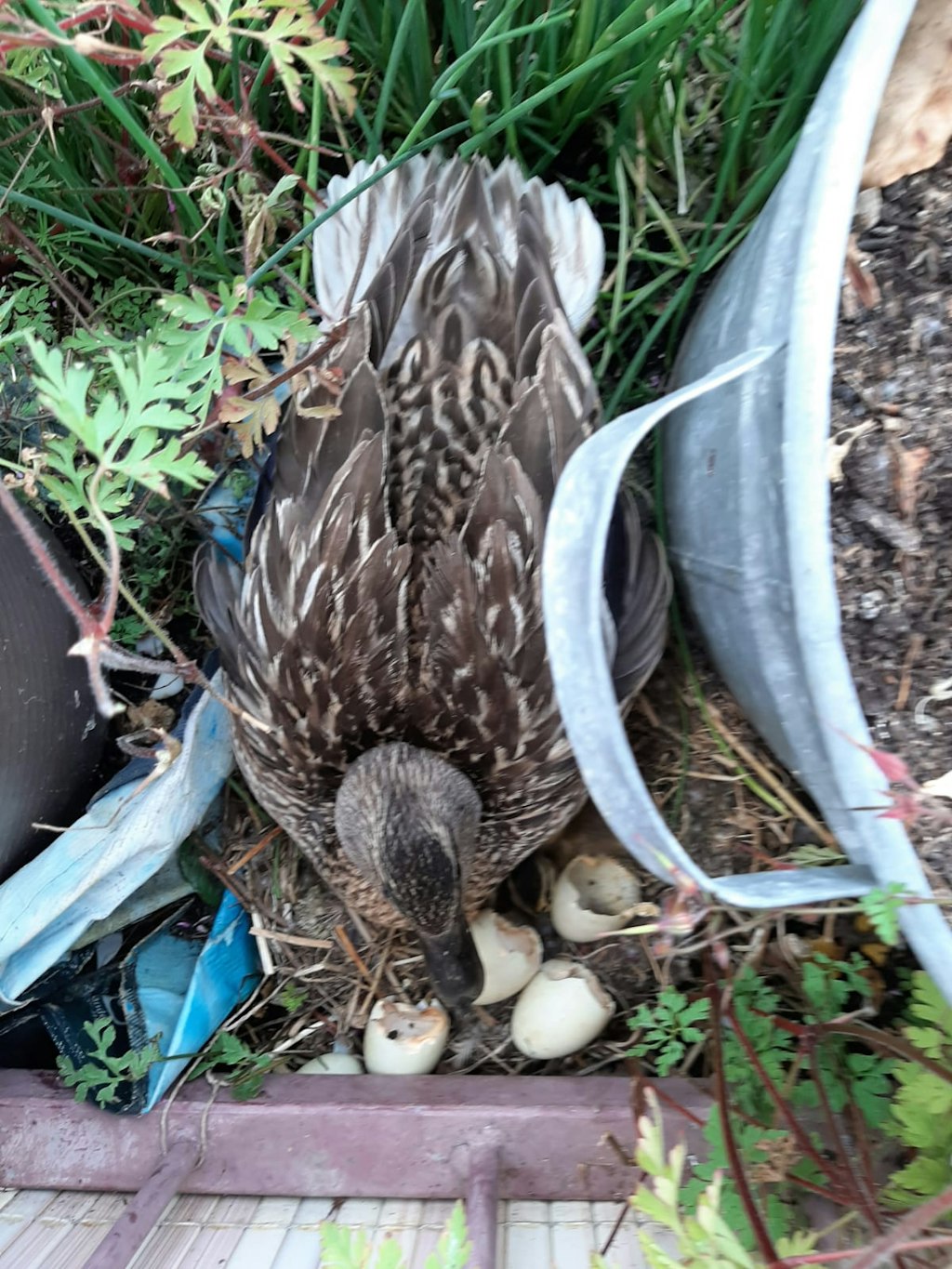Ente Selma brütet unterhalb des Balkons von Seibt.