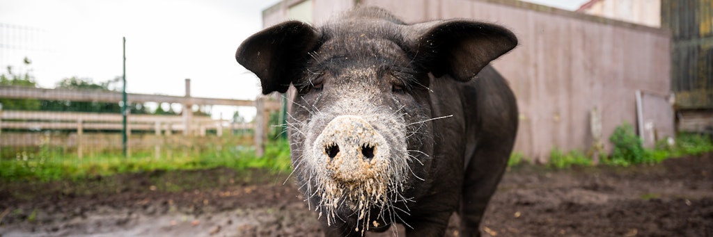 Das bei Instagram bekannt gewordene Angler Sattelschwein Bobby steht auf dem Bioland Hof Sonnenschein.