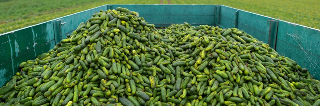 Ein mit Gurken voll beladener Anhänger steht auf einem Feld in Kasel-Golzig (Landkreis Dahme-Spreewald).