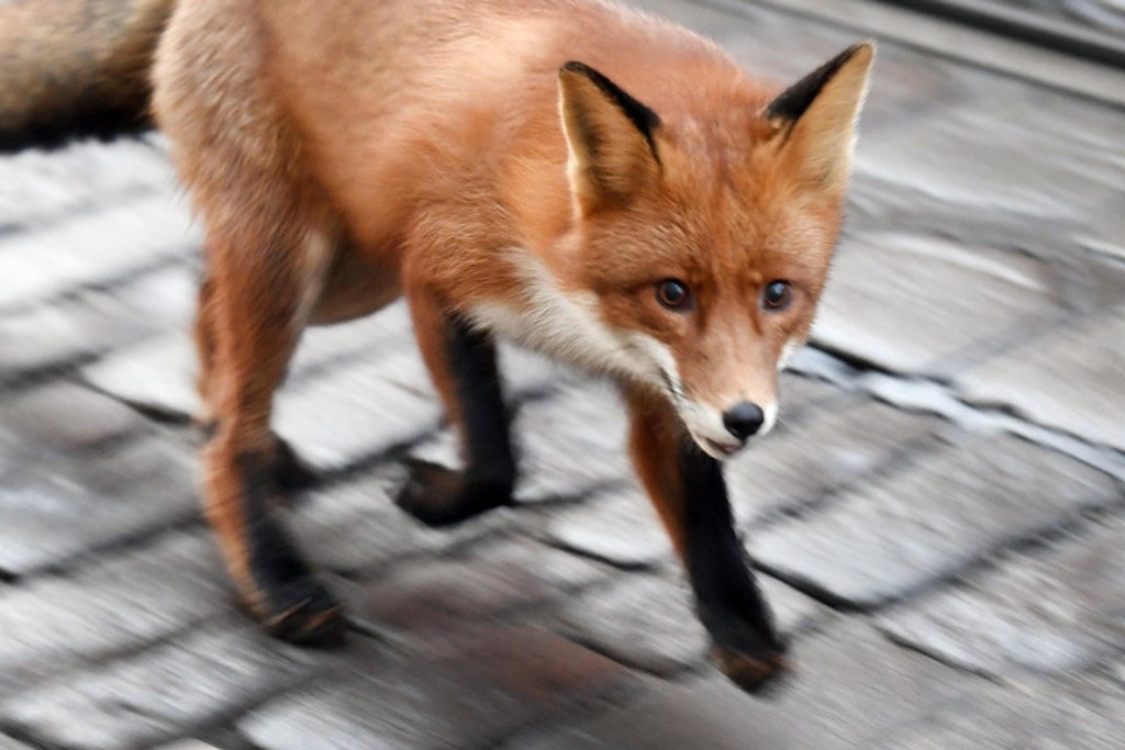 Ein Fuchs läuft am Morgen über die Straße (Symbolbild).