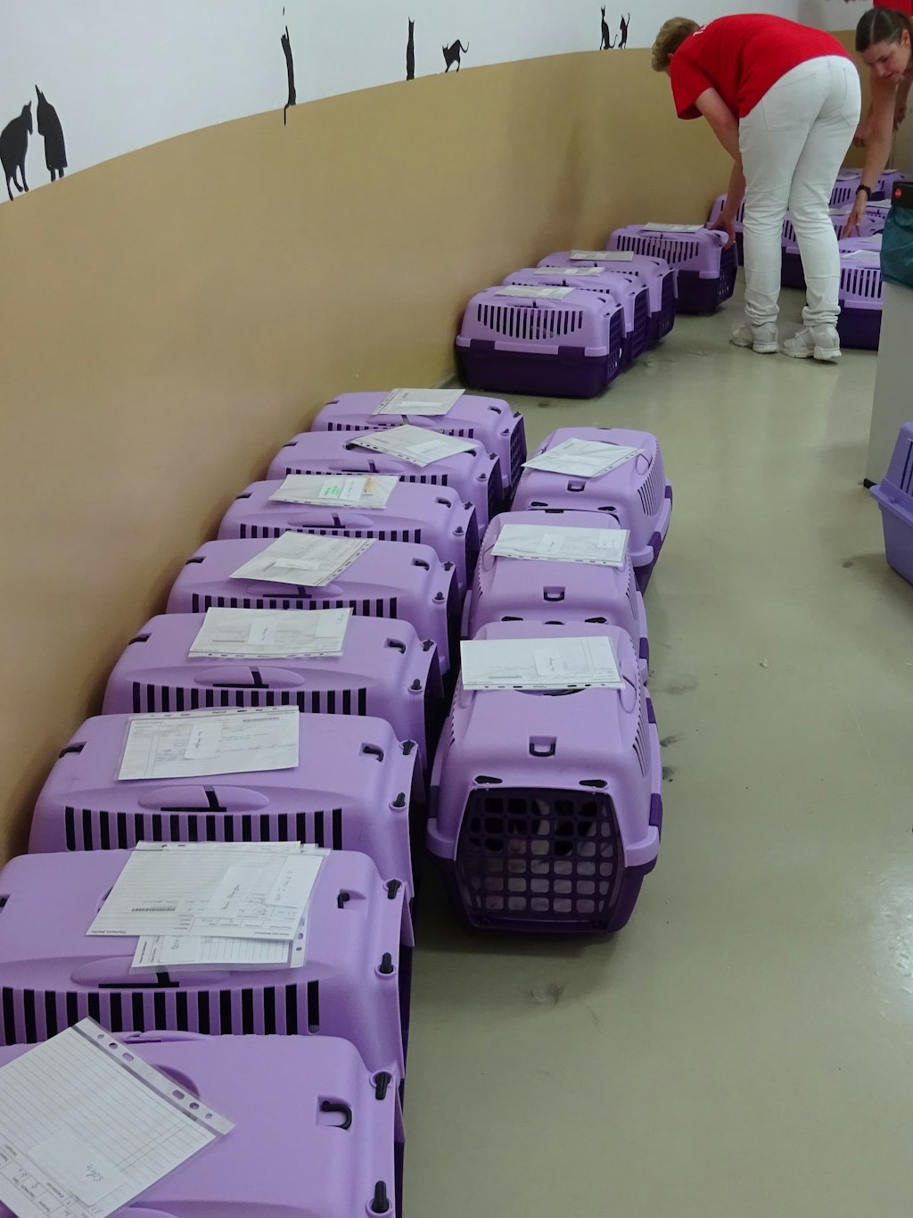 Ein Teil der Katzen-Boxen mit den kranken Tieren in der Praxis des Tierheims.