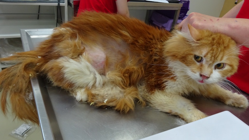 Auch viele erwachsene Katzen waren unter den befreiten Tieren – und auch sie waren in miserablem Zustand.