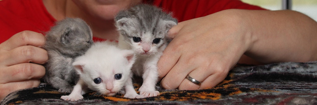 Die kleinen Katzen-Kinder werden im Tierheim liebevoll gepflegt.