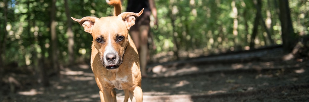 Im Sommer sollten lange Ausflüge mit dem Hund lieber in den Morgen und Abendstunden gemacht werden. Ideal ist zudem der Schatten des Waldes.