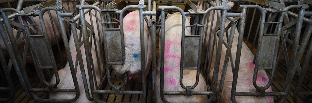 Schweine sollen künftig artgerecht gehalten werden.