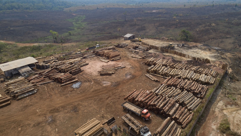 Kriminelle Banden holzen große Waldflächen in Brasilien ab. Die Regierung von Präsident Jair Bolsonaro schaut tatenlos zu.