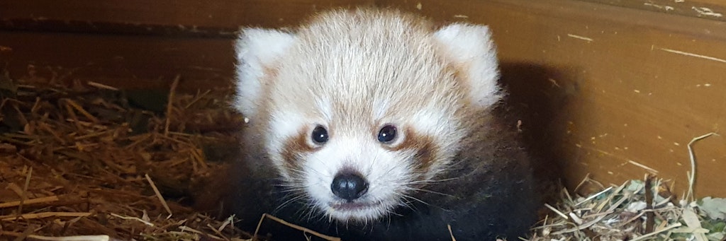 Berlins süßester Silberblick: Der Kleine Panda kam Anfang Juni zur Welt.<br>